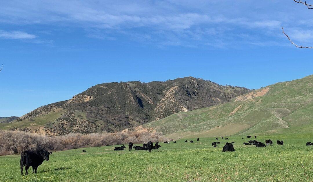 Cows grazing peacefully on green, rolling hills in a regenerative farm setting, showcasing natural, sustainable agricultural practices.